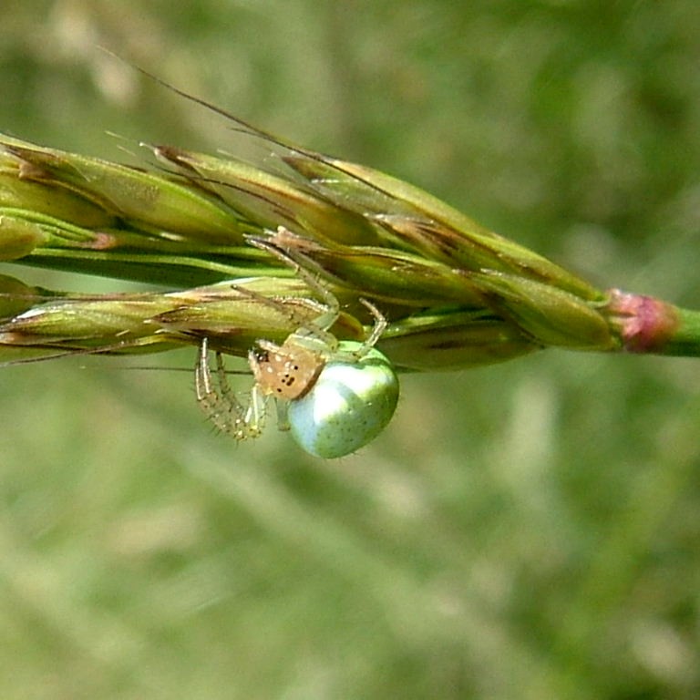 Green Orb Weaver