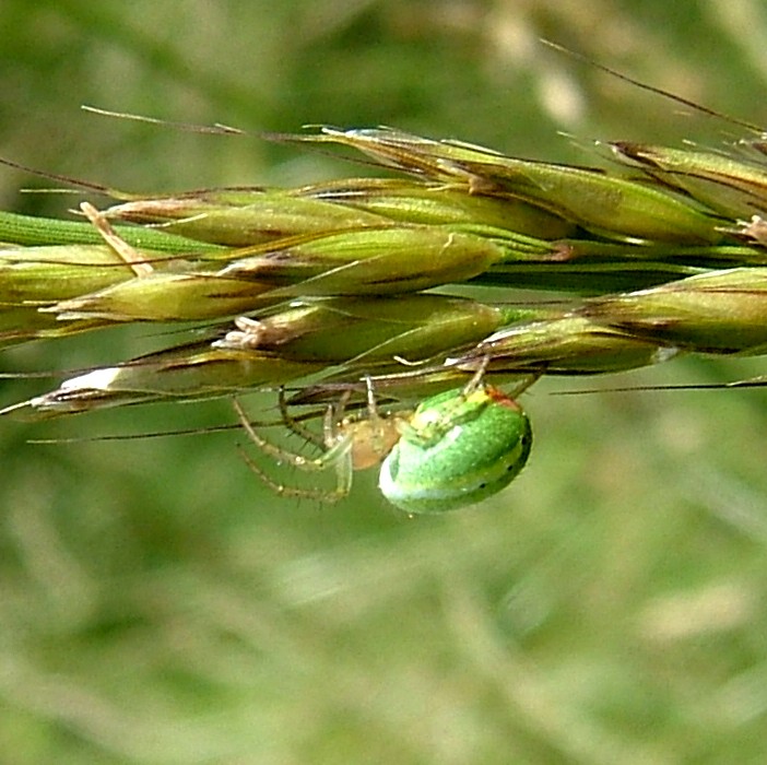 Green Orb Weaver