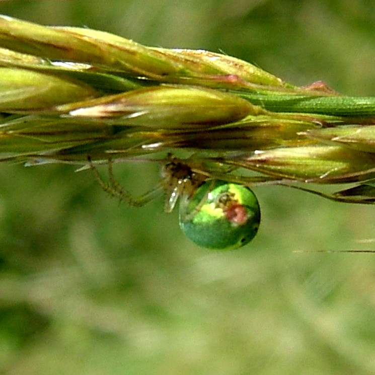 Green Orb Weaver