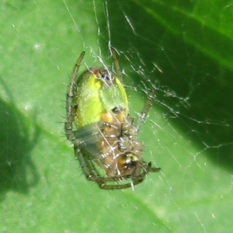 Green Orb Weaver underside