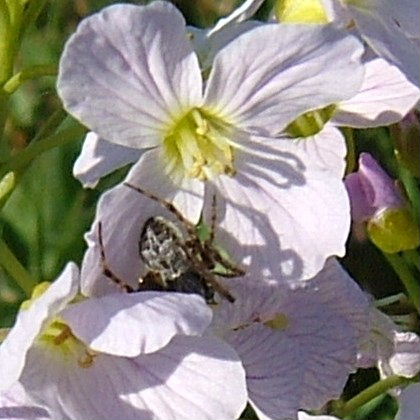 Male Furrow Orb Weaver