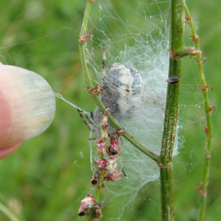 Female Furrow Orb Weaver