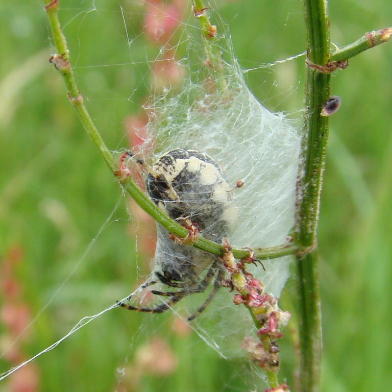Furrow Orb Weaver