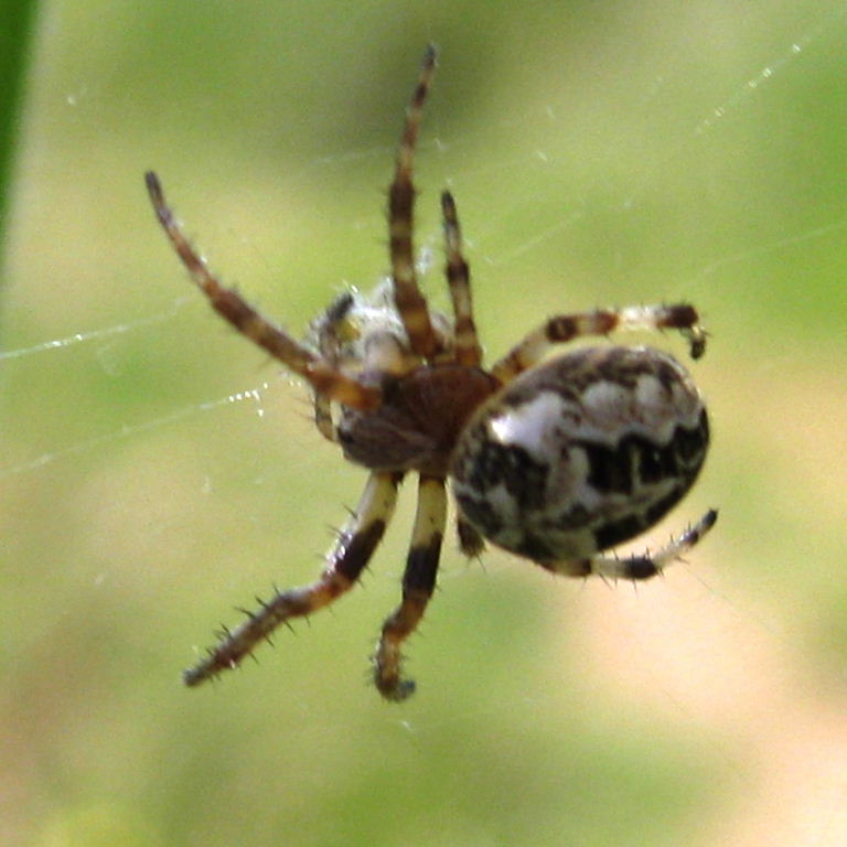 Furrow Orb Weaver