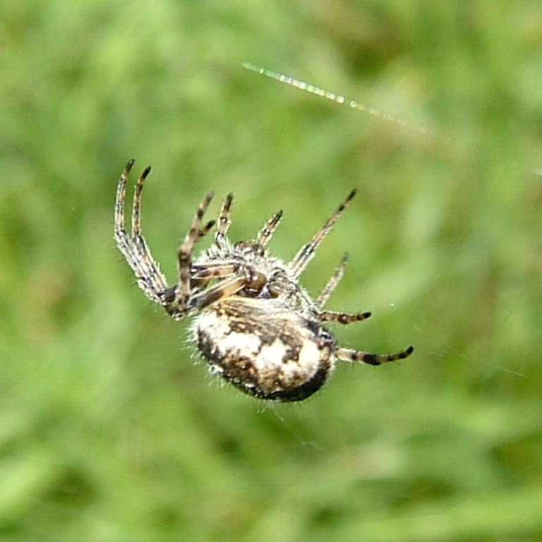 Furrow Orb Weaver
