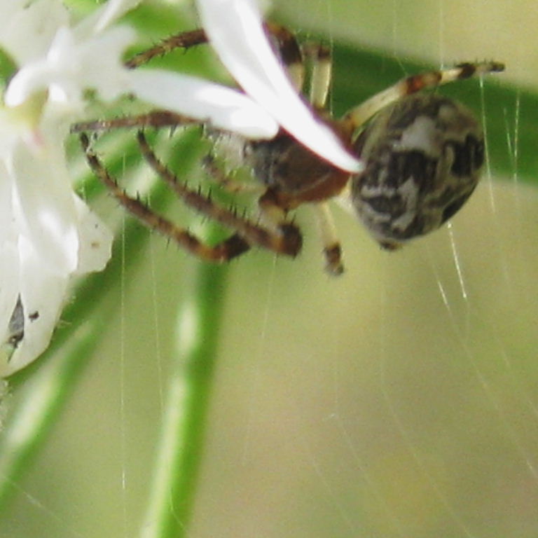 Furrow Orb Weaver