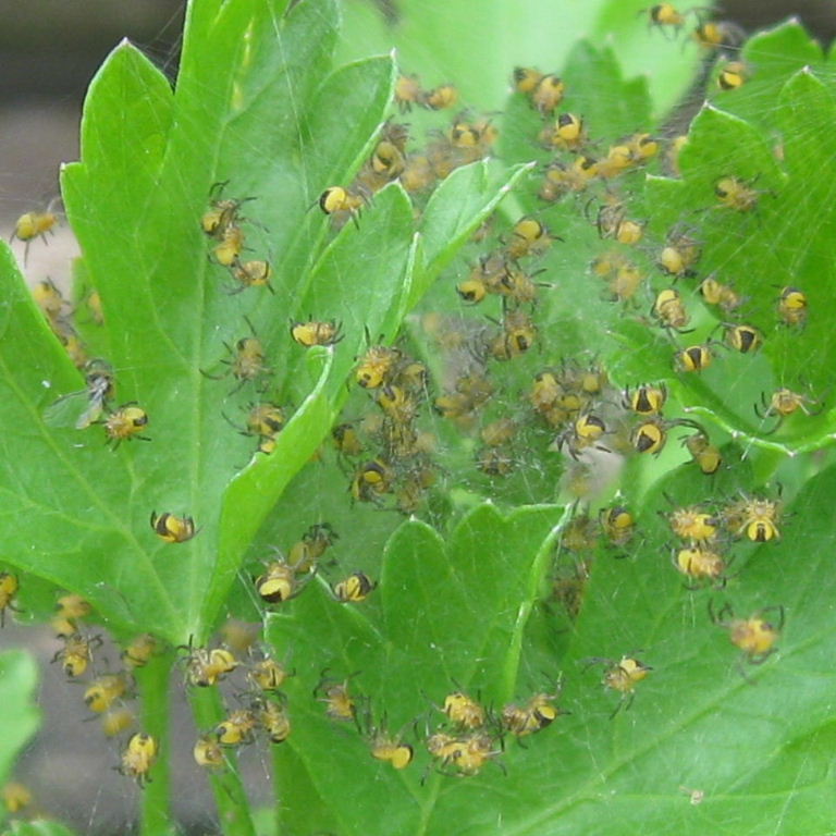 Garden Spider babies