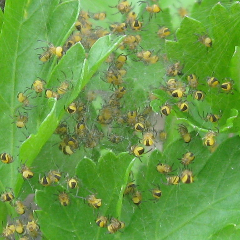 Orb Weaver babies