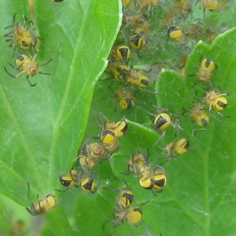 Garden Spider babies