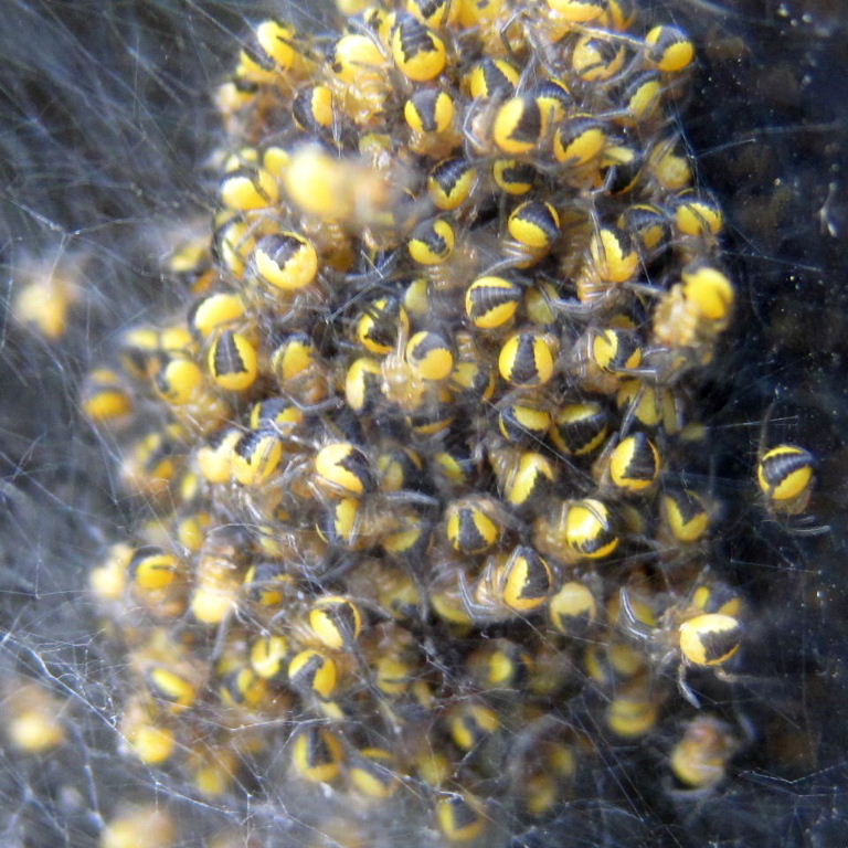 Garden Spider babies