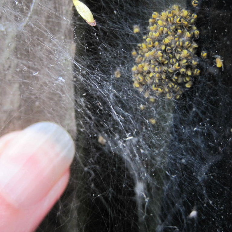 Garden Spider babies comparison with thumb