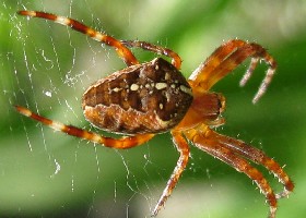 Garden spider