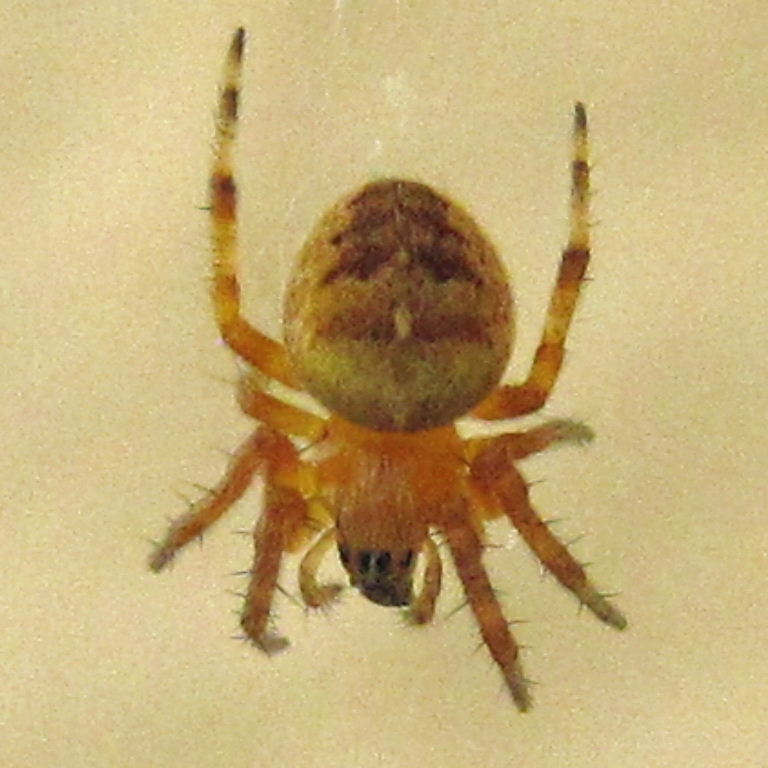 Garden Spider juvenile