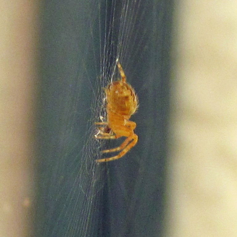 Garden Spider juvenile with web