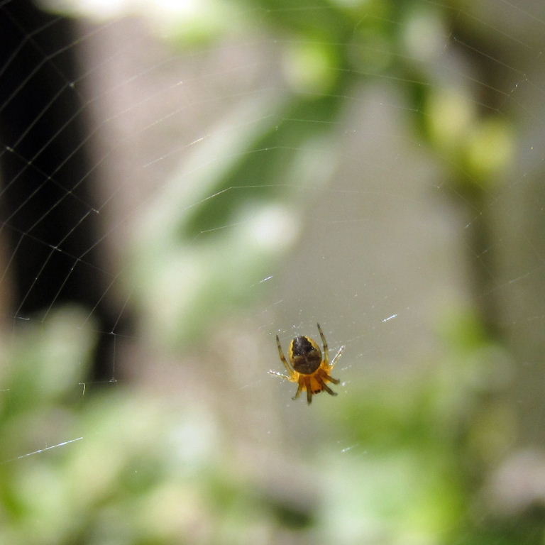 Garden Spider juvenile with web