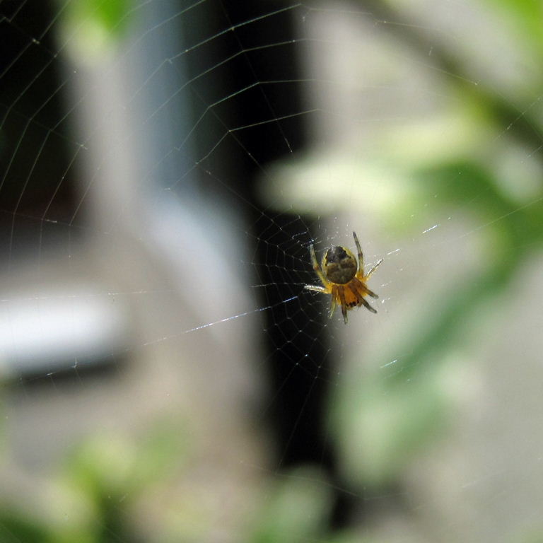 Garden Spider juvenile with web