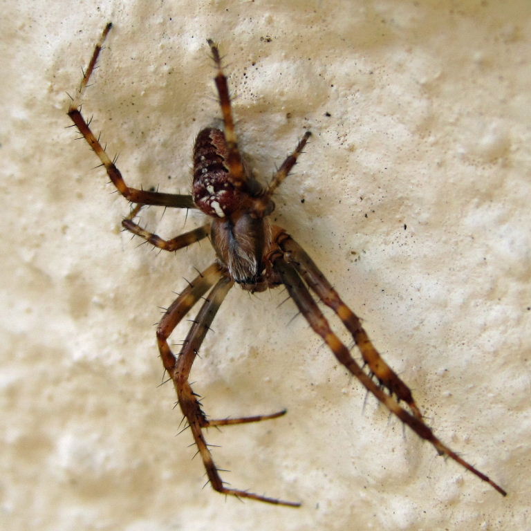 Garden Spider male