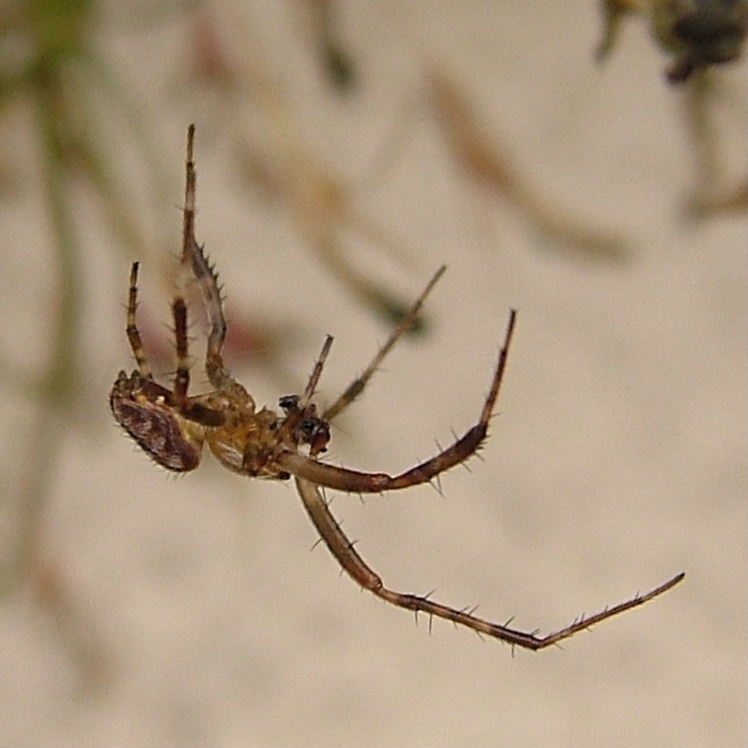 Garden Spider male