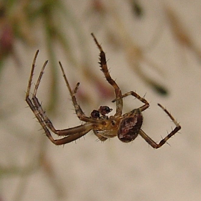 Garden Spider male