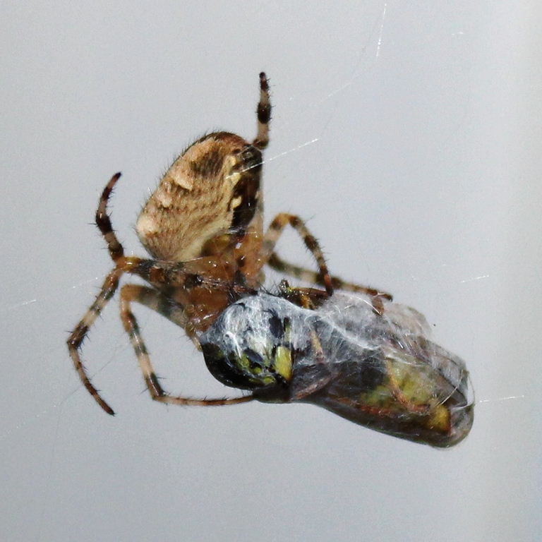 Wasp packed lunch