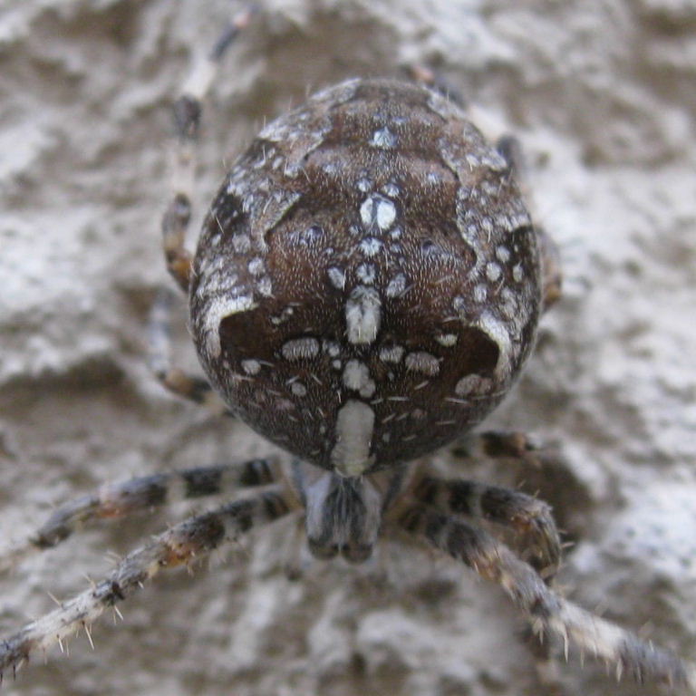 Garden Spider cross