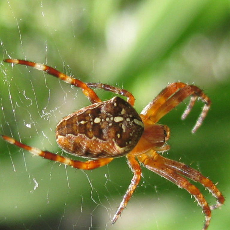 Garden Spider