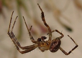 Garden spider male