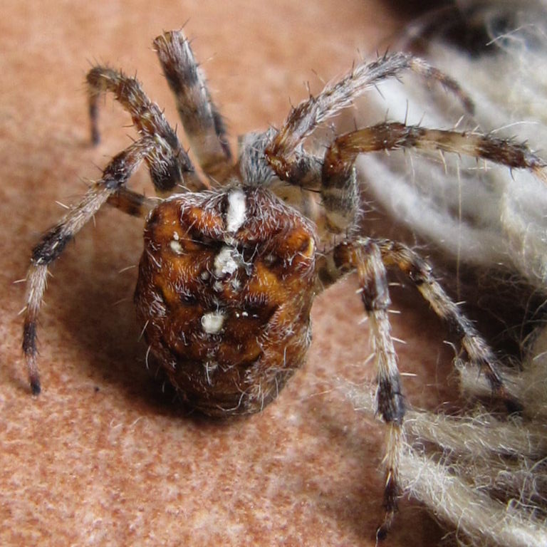 Garden Spider's legs hairs caught in mat