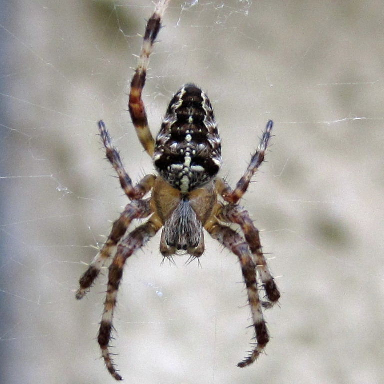 Garden Spider