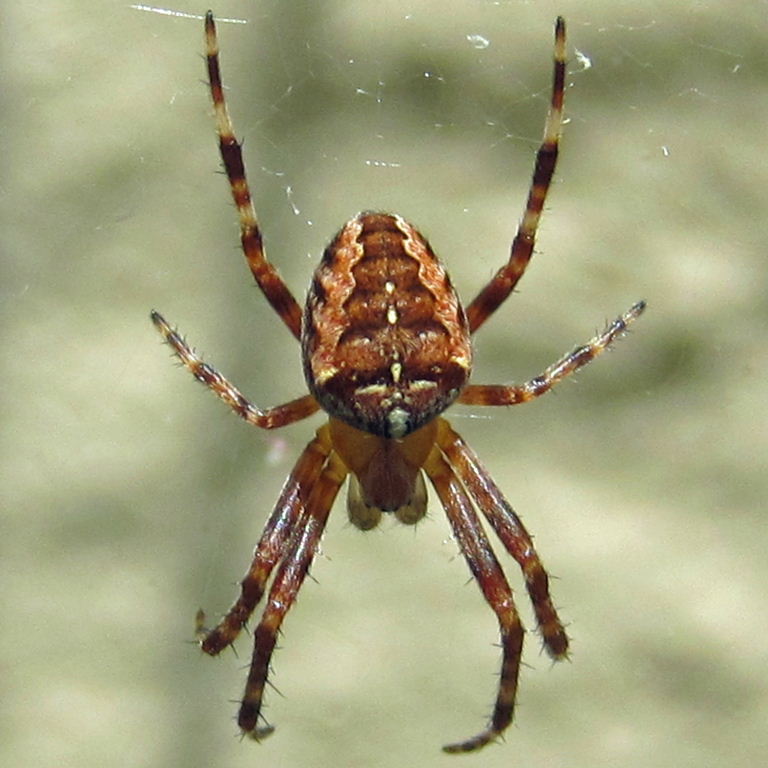 Garden Spider