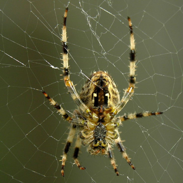 Garden Spider