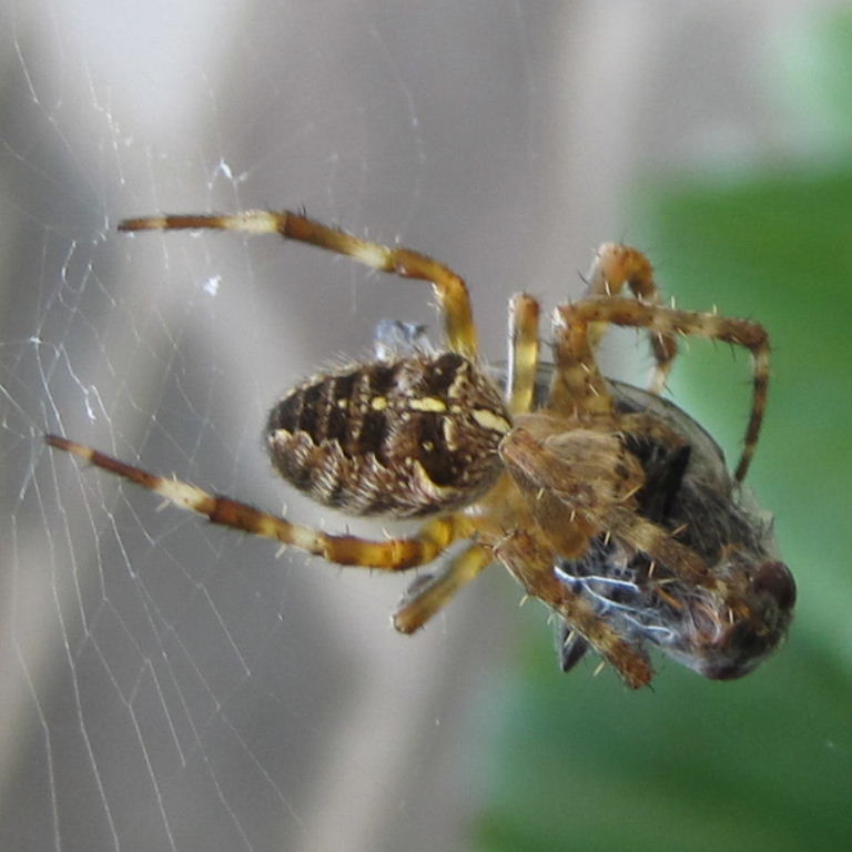 Web designer at lunch