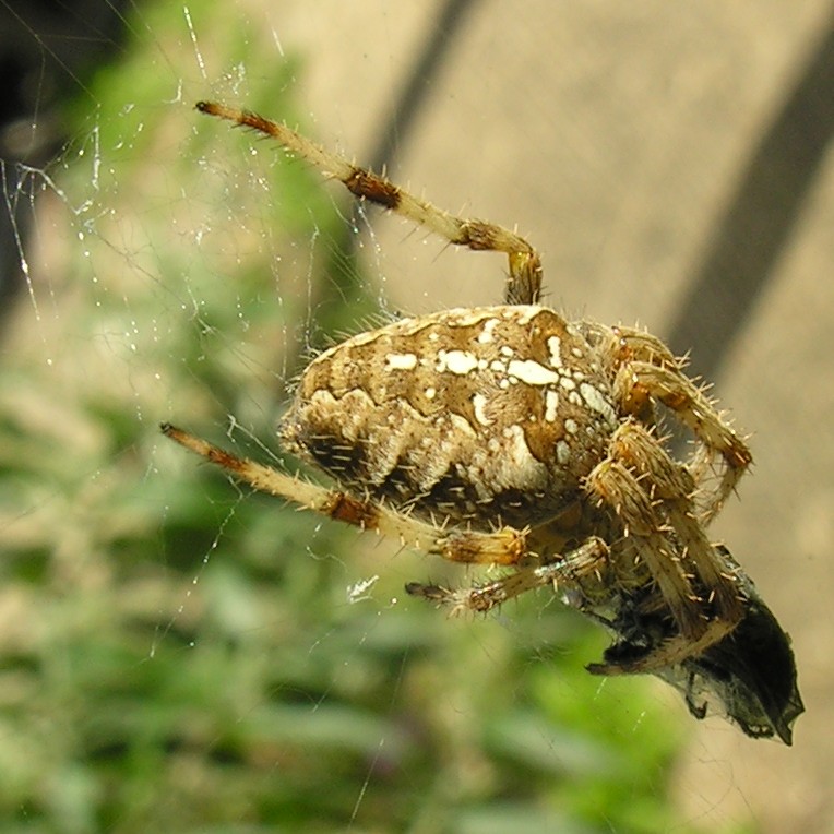 Garden Spider with prey