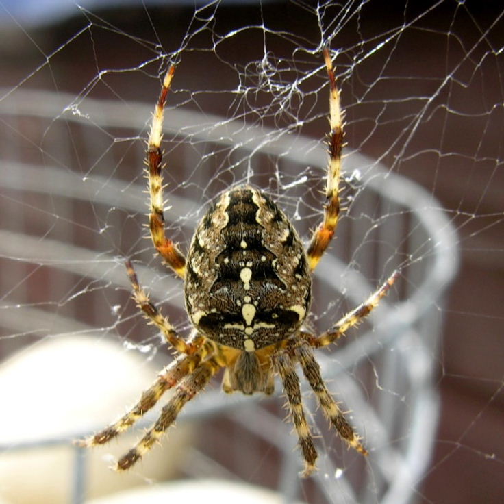 Garden Spider