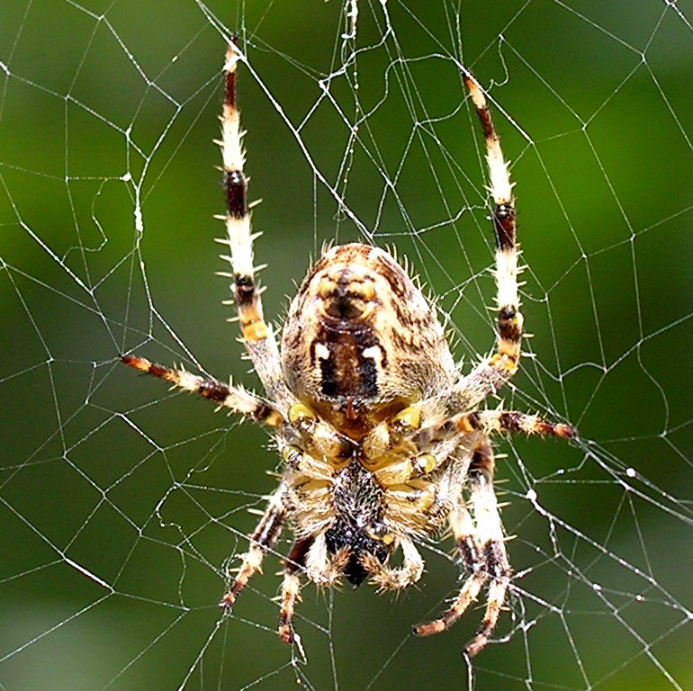 Garden Spider on web