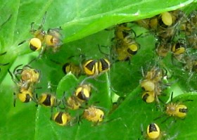 Garden spider babies
