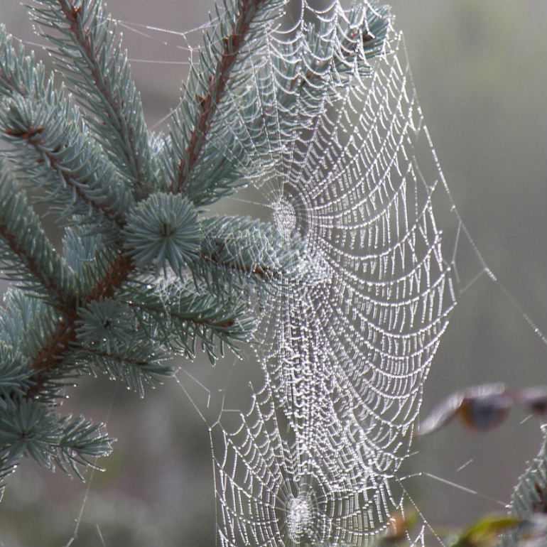 Garden Orb Weaver web