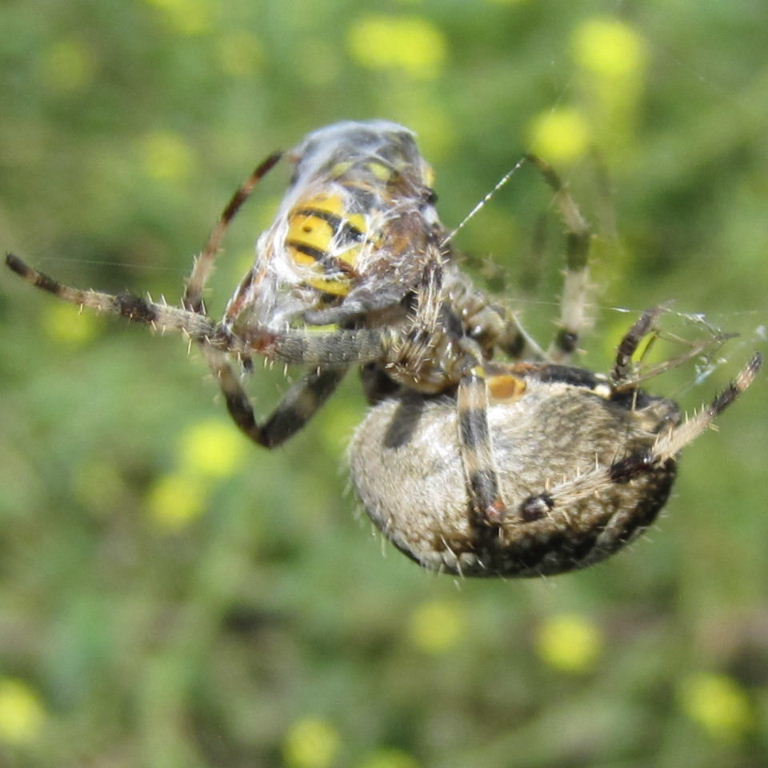 Garden Orb Weaver wrapping up wasp