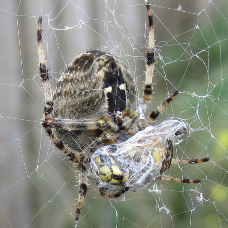 Garden Spider wrapping up wasp