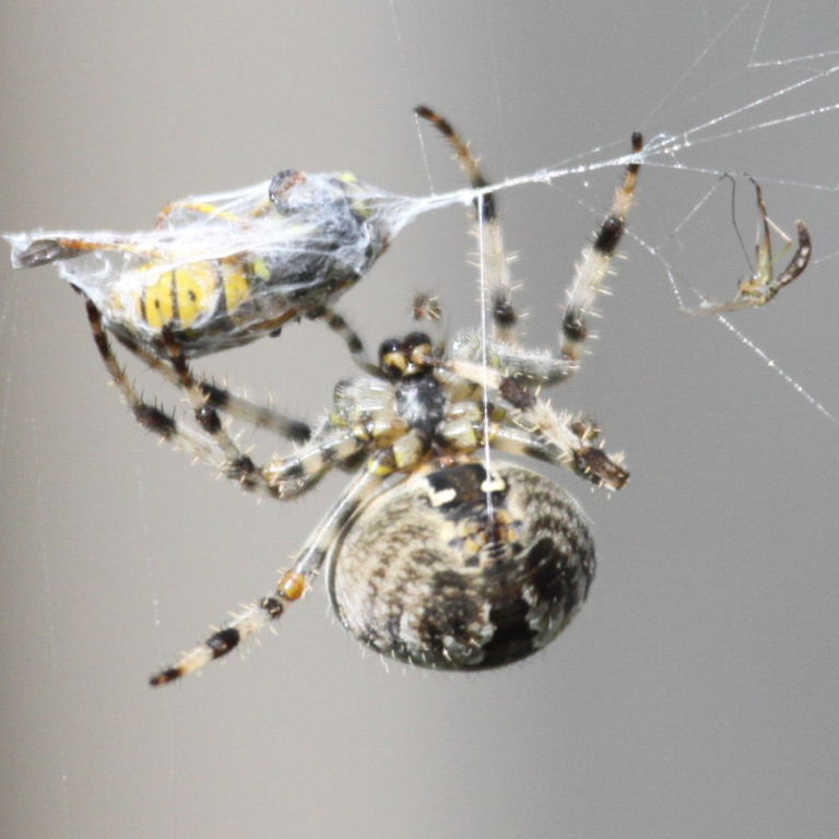 Garden Spider spinning silk to wrap wasp