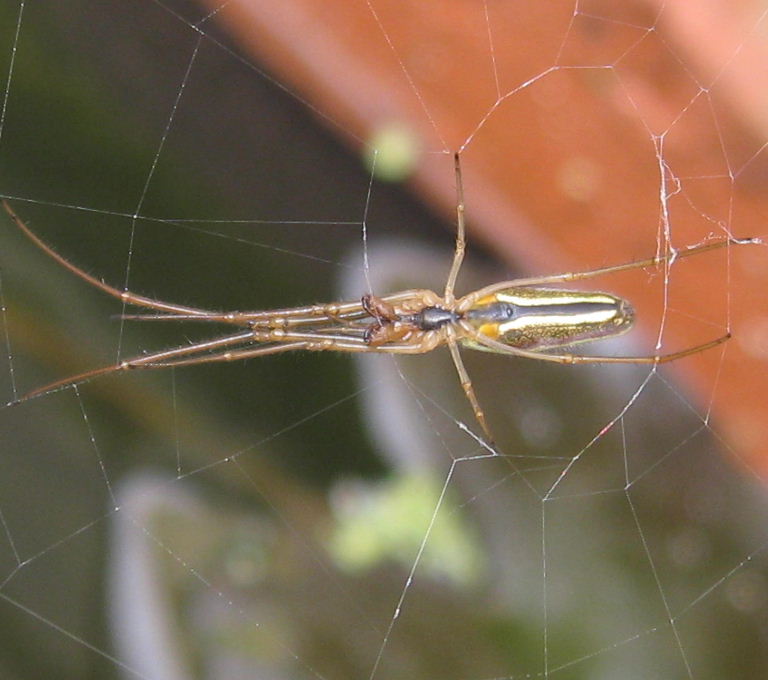 Long-jawed Orb Weaver