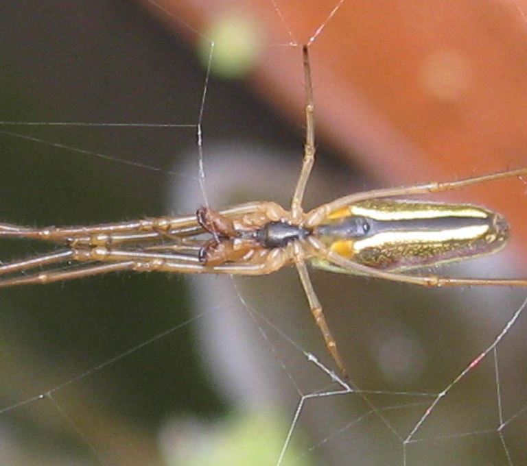 Long-jawed Orb Weaver