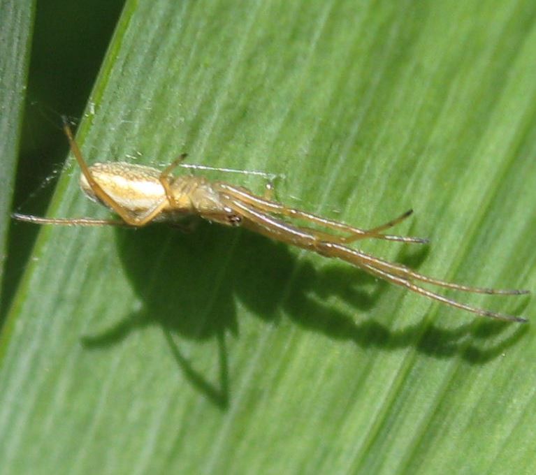 Long-jawed Orb Weaver