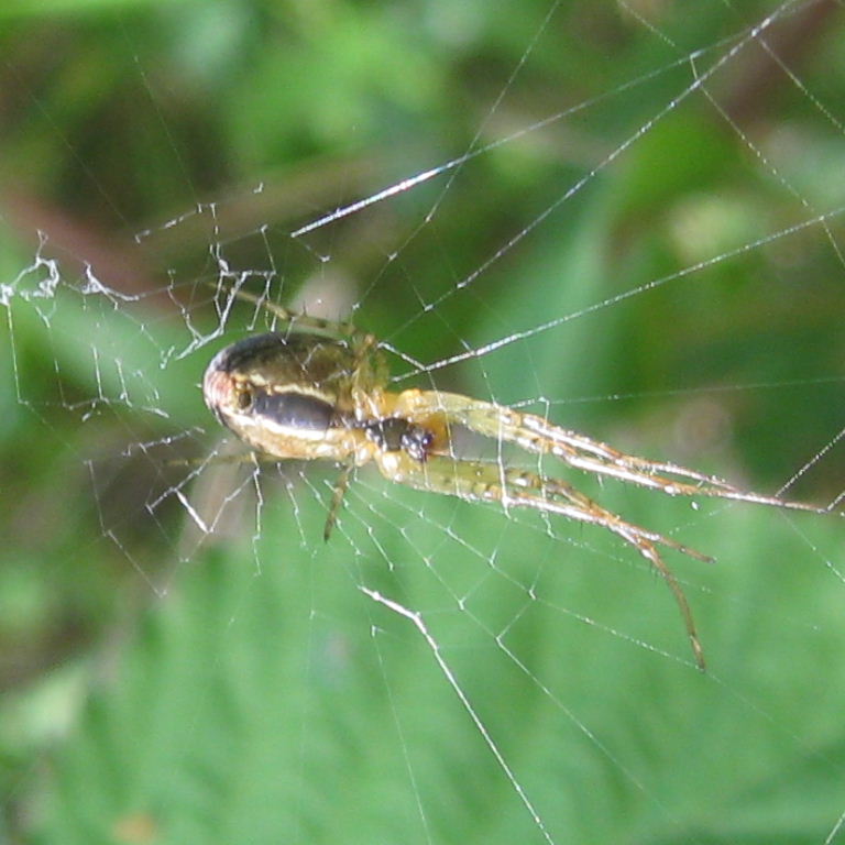 Lesser or Metellina Orb Weaver