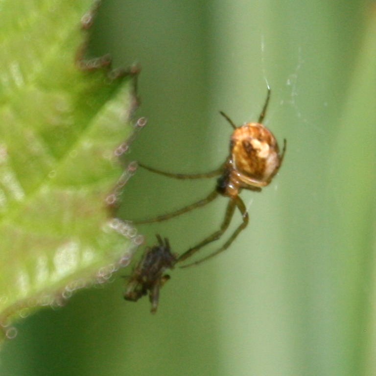 Lesser or Metellina Orb Weaver
