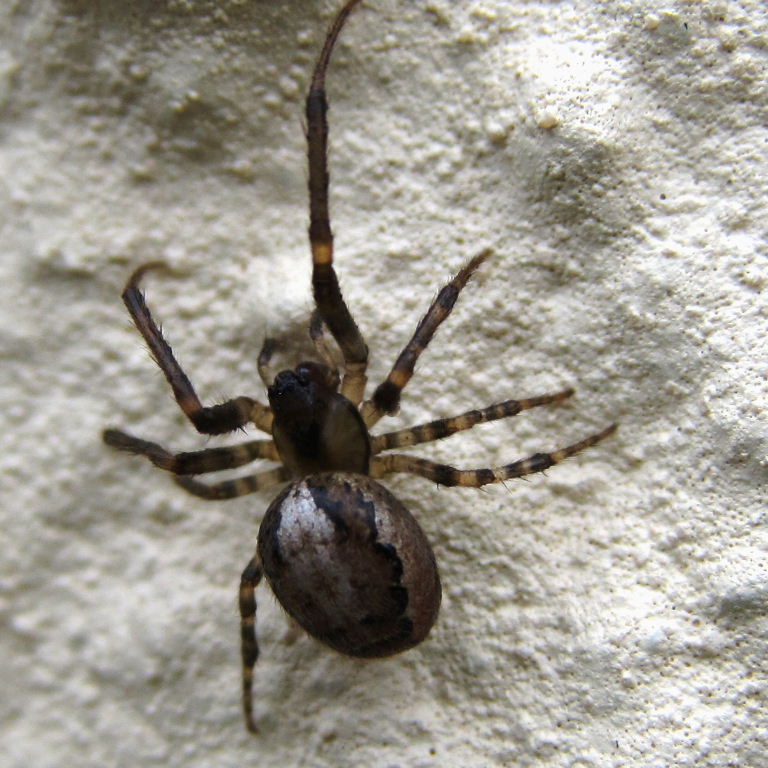 Missing Sector Orb Weaver
