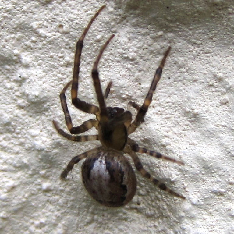 Missing Sector Orb Weaver