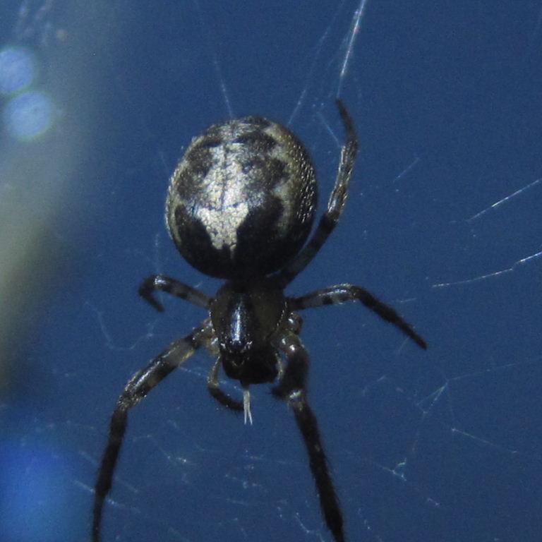 Silver-sided Orb Weaver