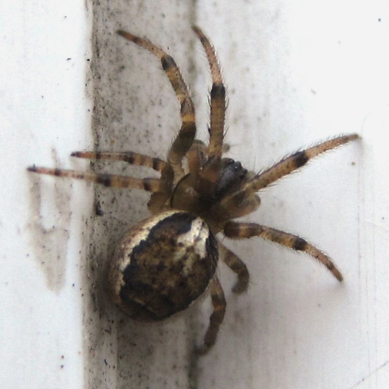 Missing Sector Orb Weaver