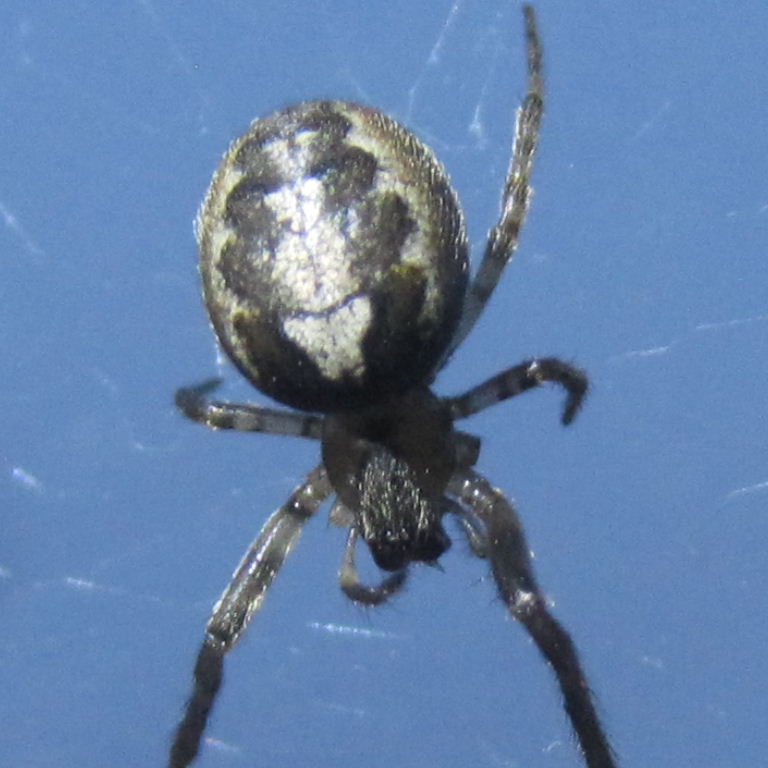 Missing Sector Orb Weaver